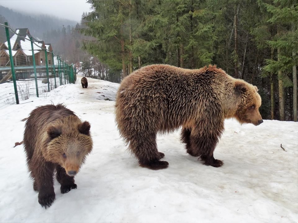 Ведмедики граються, як діти. Фото: facebook.com/Andriy.Tychyna