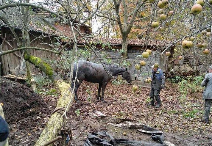 На Ивано-Франковщине спасли лошадь, провалившуюся в канализацию