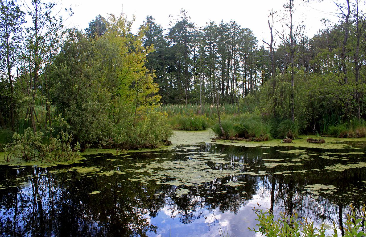 Шацькі озера. Фото: Вікіпедія