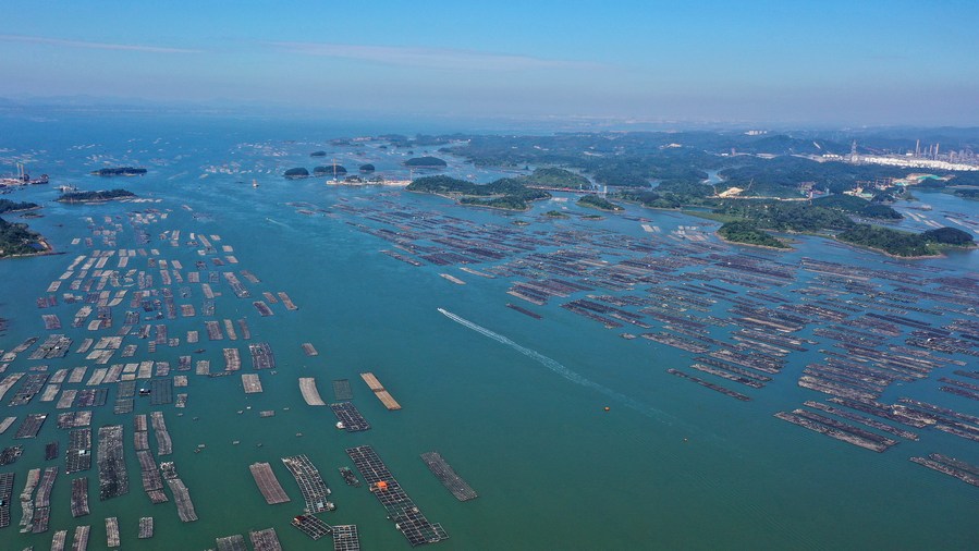 The marine pasture in Qinzhou City in south China's Guangxi Zhuang Autonomous Region. Photo by Xinhua/Zhang Ailin.