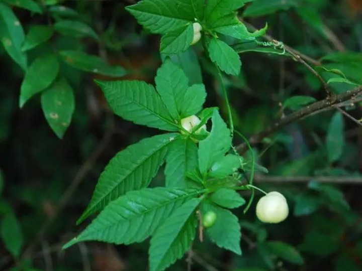 A new species of Cucurbitaceae called Hemsleya revoluta. Photo by Xinhua.