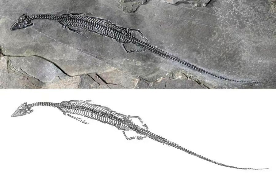 This undated photo shows the fossil specimen and sketch of Honghesaurus, a new species of marine reptiles known as a pachypleurosaur. Photo by Xinhua.