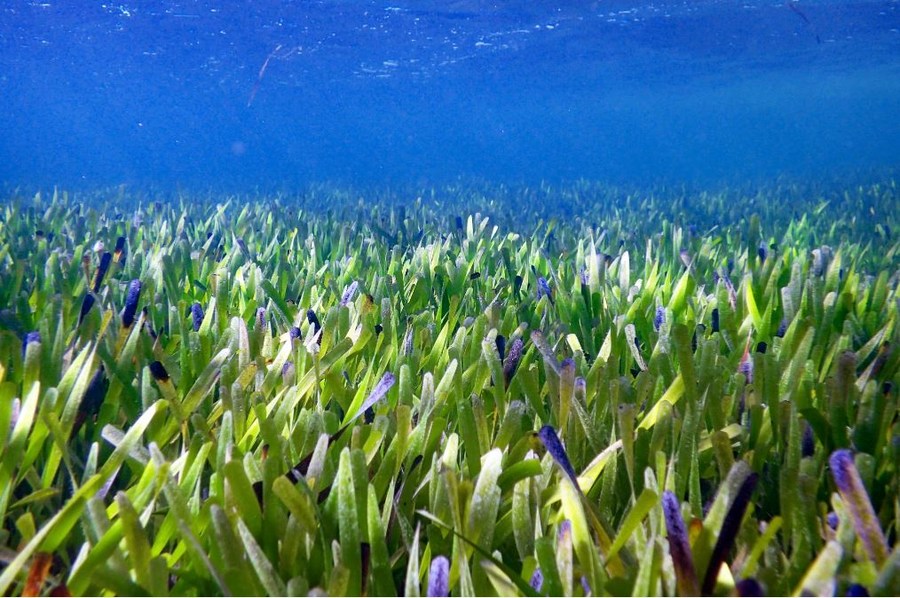 Луга с водорослями Posidonia australis можно увидеть в заливе Шарк, Западная Австралия. Фото: Синьхуа.