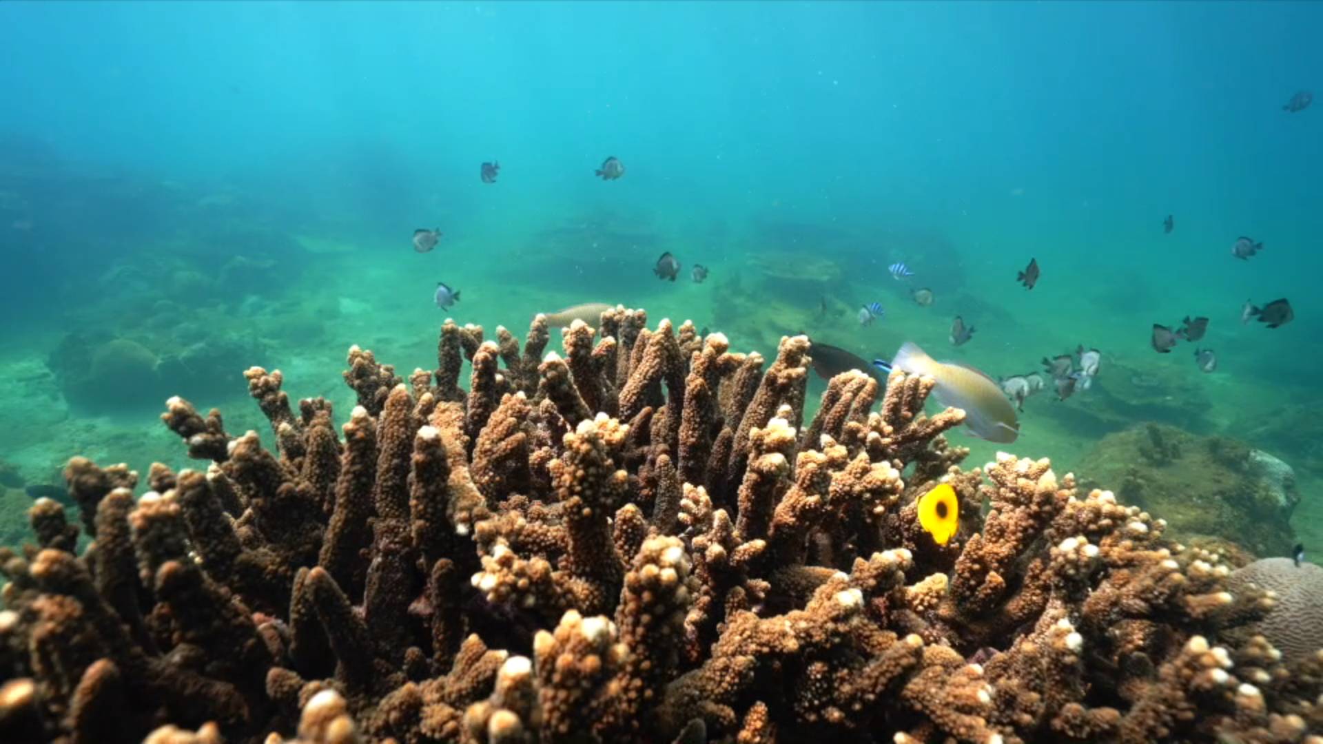 Corals planted to protect marine ecosystem in China. Photo by Xinhua.