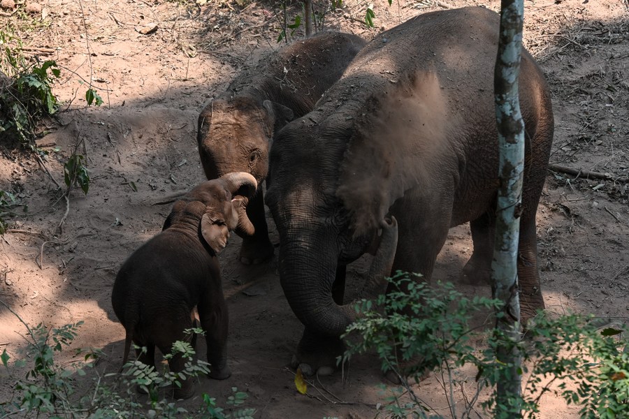 Wild Asian elephants are seen in the Wild Elephant Valley in Jinghong City, Xishuangbanna Dai Autonomous Prefecture, southwest China's Yunnan Province. Photo by Xinhua/Cao Mengyao.