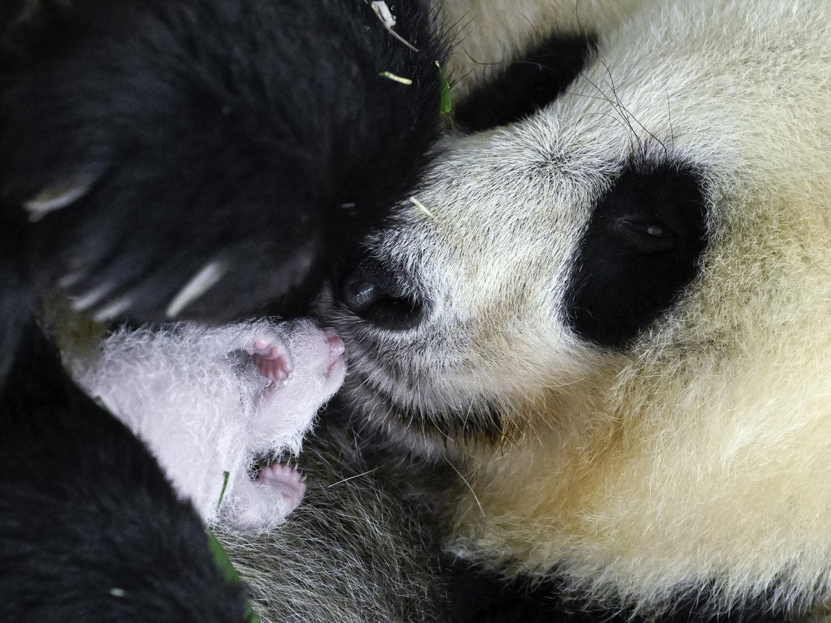 A giant panda Cuicui and her cub at Shenshuping base of China Conservation and Research Center for Giant Panda in Wolong National Nature Reserve. Photo by Xinhua/Shen Bohan.