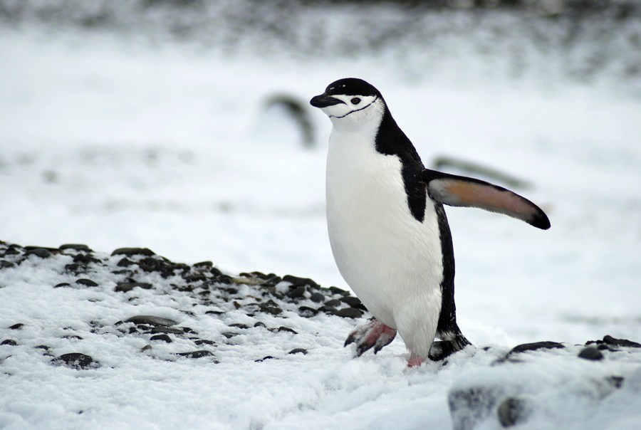 A Chinstrap penguin near the Changcheng Station on the Antarctica. Photo by Xinhua/Zhang Jiansong.