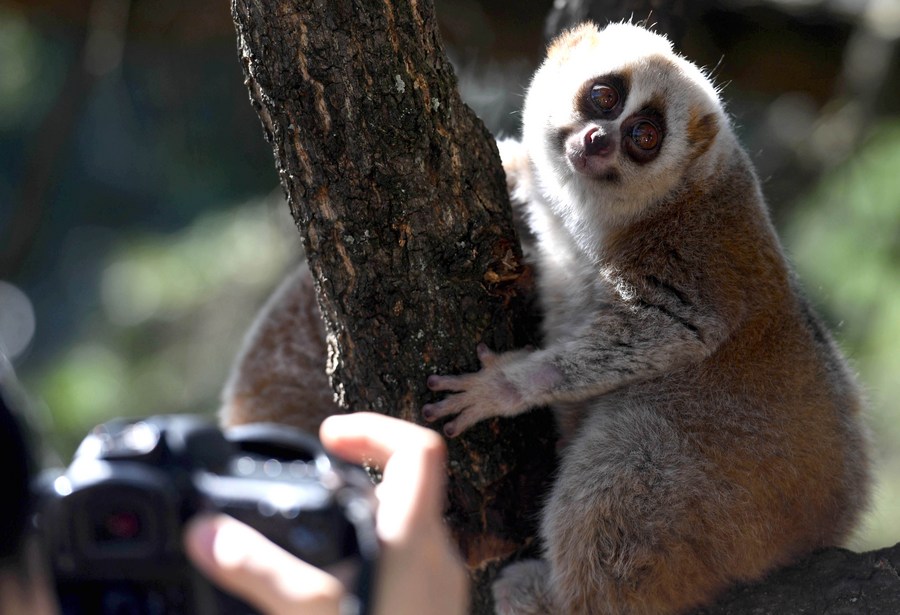 A loris at the Yunnan Zoo in Kunming, capital of southwest China's Yunnan Province. Photo by Xinhua/Lin Yiguang.