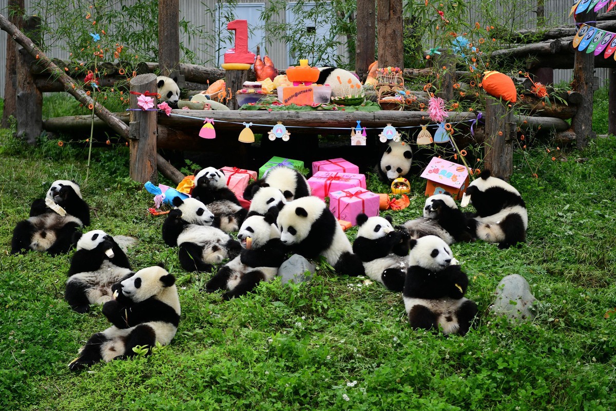 13 Precious Panda Cubs Make Their Public Debut at China's Chengdu Research Base. Photo by Xinhua.