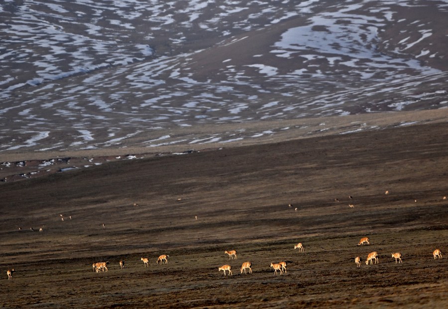 Tibetan antelopes are pictured at the Drolkar Lake area in Hoh Xil, northwest China's Qinghai Province. Photo by Xinhua/Zhang Hongxiang.

