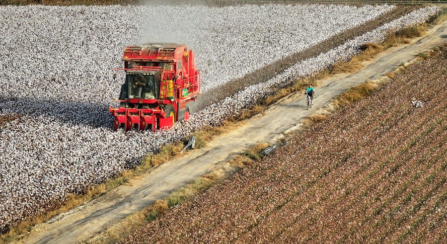 A machine harvesting cotton in Yuli County, northwest China's Xinjiang Uygur Autonomous Region. Photo by Xinhua/Li Xiang.