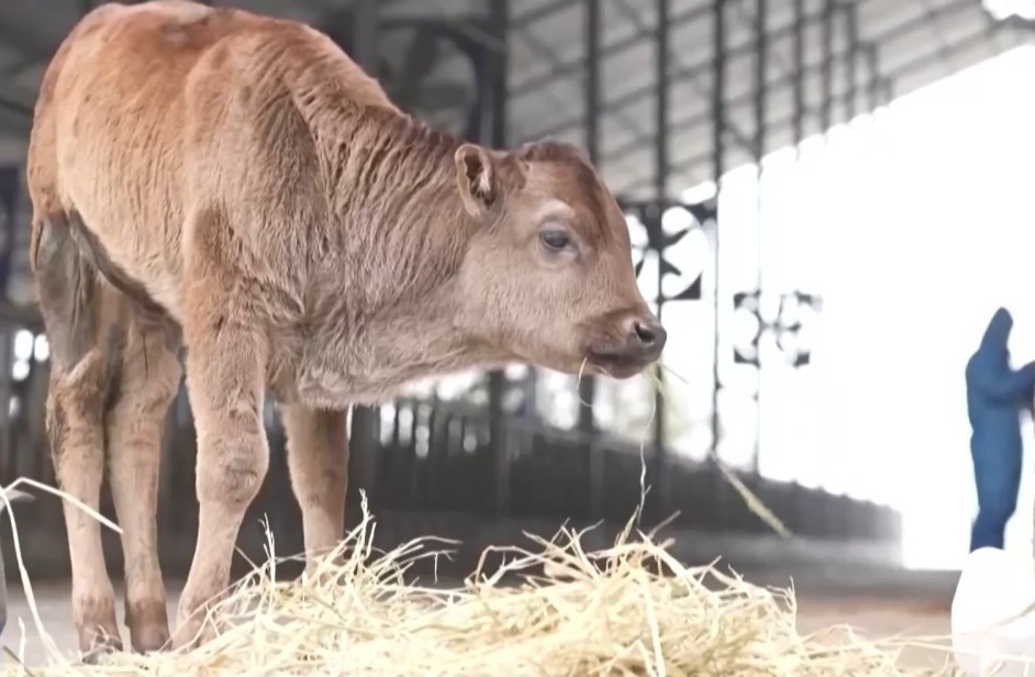 China confirms first successful cloning of endangered Xizang cattle breeds. Photo by Xinhua.