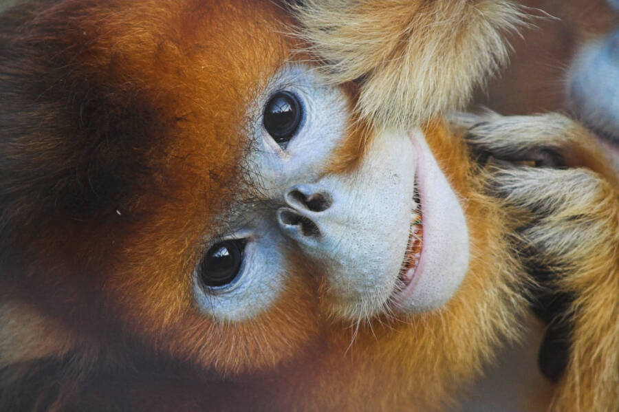 Rare golden monkey born at China world heritage site. Photo by Xinhua.