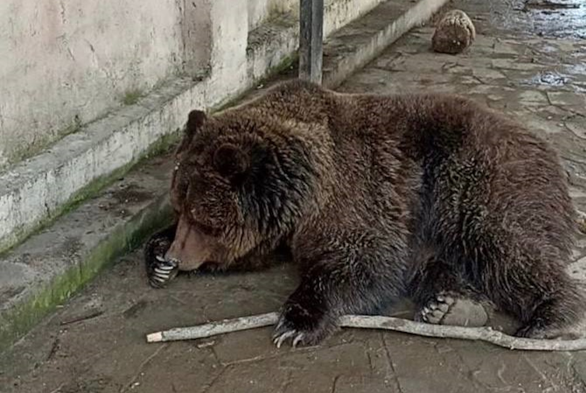 Ведмідь, якого врятували із зоопарку. Фото: соцімережі