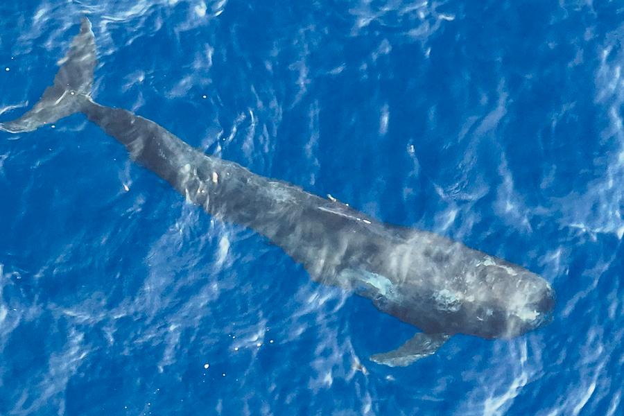 The short-finned pilot whale Haitang swimming in the sea. Photo by Xinhua/Zhang Liyun.