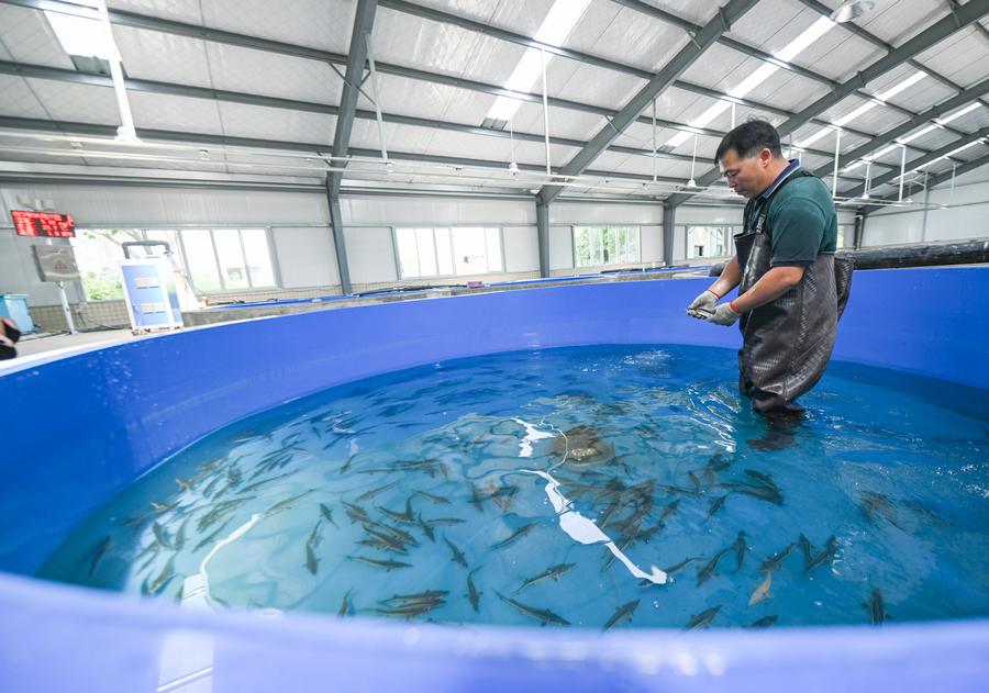 Zhou Liang checks juvenile fish of Dabry's sturgeon at a breeding base in Yibin, southwest China's Sichuan Province. Photo by Xinhua/Wang Xi.