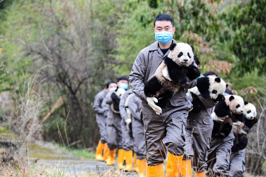 Staff members hold giant panda cubs during a group appearance event at the Shenshuping base of the China Conservation and Research Center for Giant Panda in Wolong, southwest China's Sichuan Province. Photo by Li Chuanyou/Xinhua.