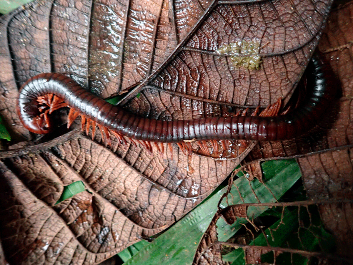 Многоножка Spirostreptus sculptus. Фото: Дмитрий Тельнов/NHM London, UK