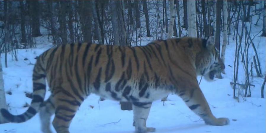 Фотография дикого амурского тигра, сделанная при помощи инфракрасной камеры на территории лесного массива Мулэн в провинции Хэйлунцзян (Северо-Восточный Китай). Фото: Синьхуа.