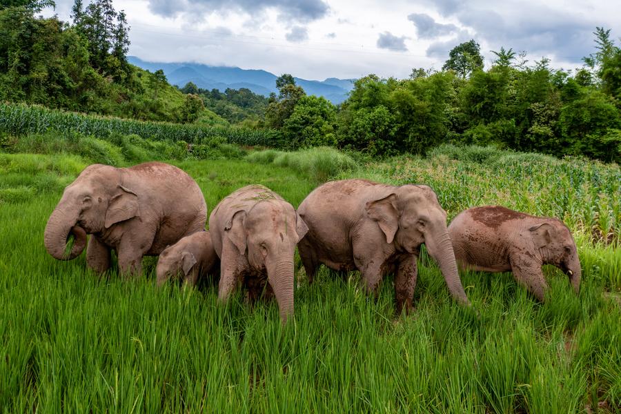 Wild Asian elephants foraging at a paddy rice field in Jiangcheng County, southwest China's Yunnan Province. Photo by Xinhua/Chen Xinbo.