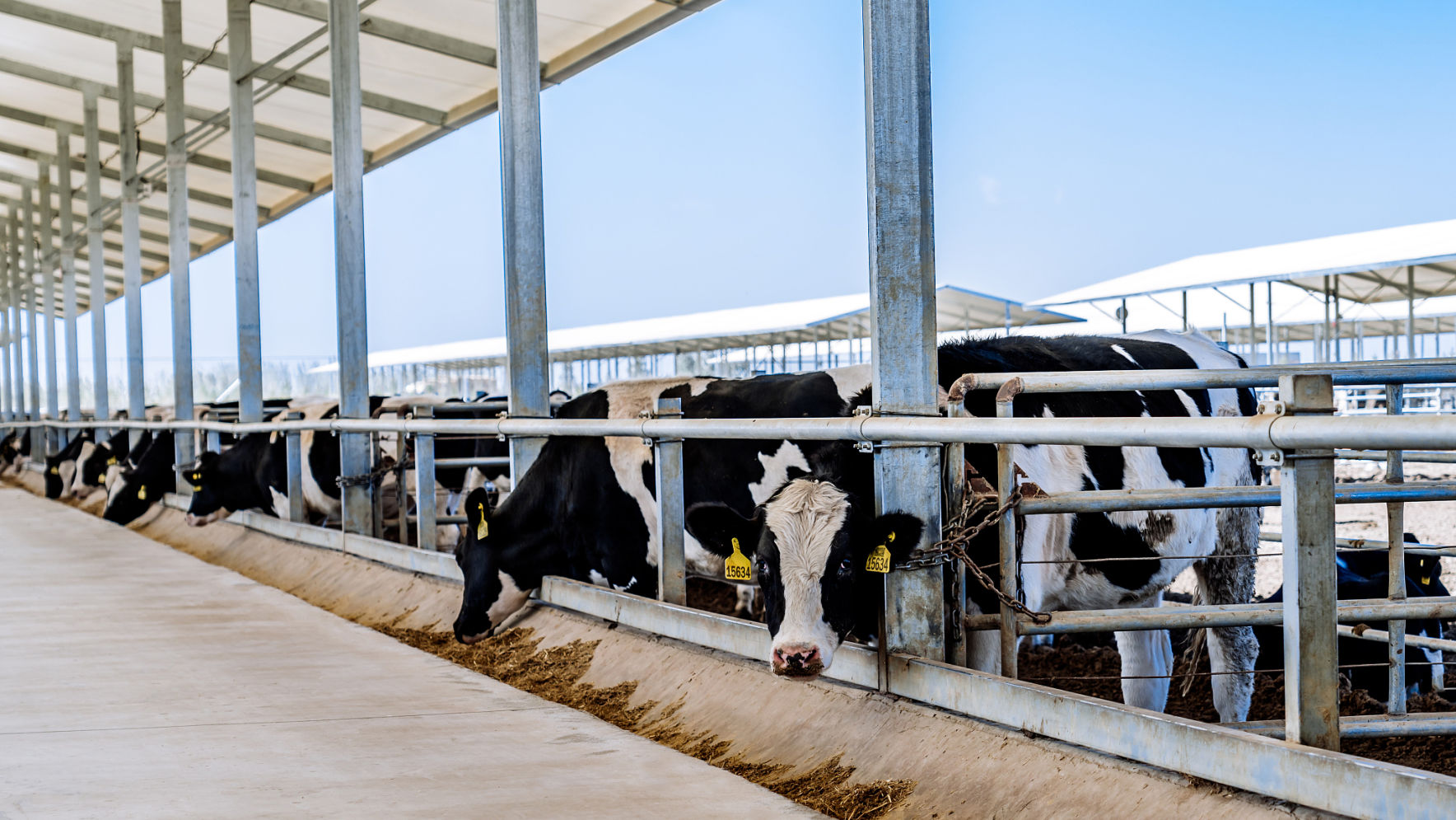 China's Xizang introduces novel research model for dairy cows. Photo by Xinhua.