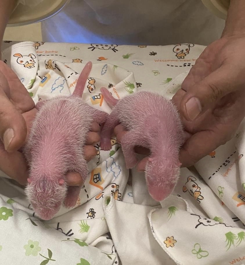 Panda twins of Ying Ying and Le Le, pandas given as a gift by the central government to Hong Kong. Photo by Ocean Park Hong Kong/Xinhua.