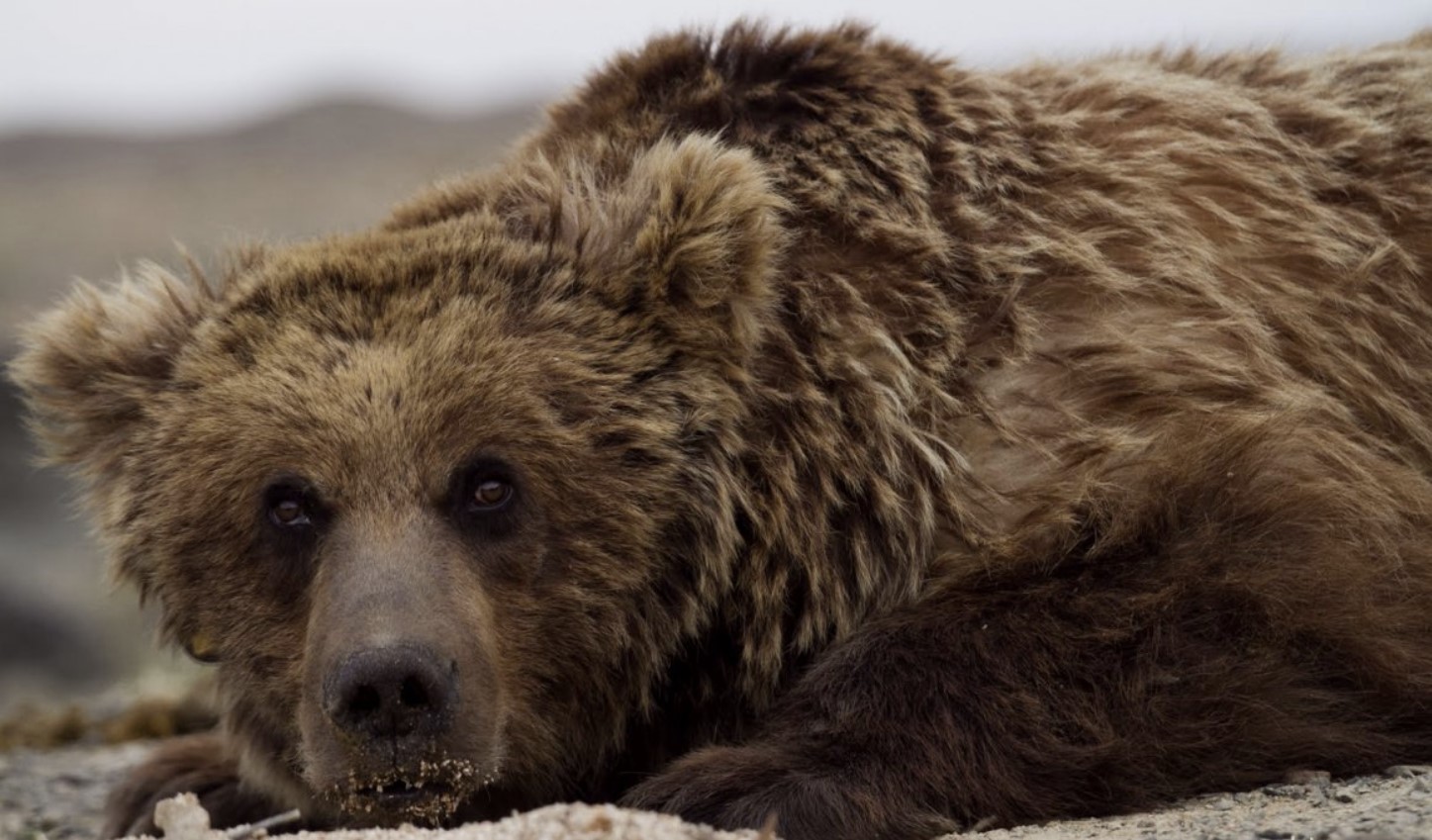 The Gobi bear. Photo by Xinhua.