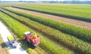 China achieves steady progress in agricultural green development. Photo by Xinhua.