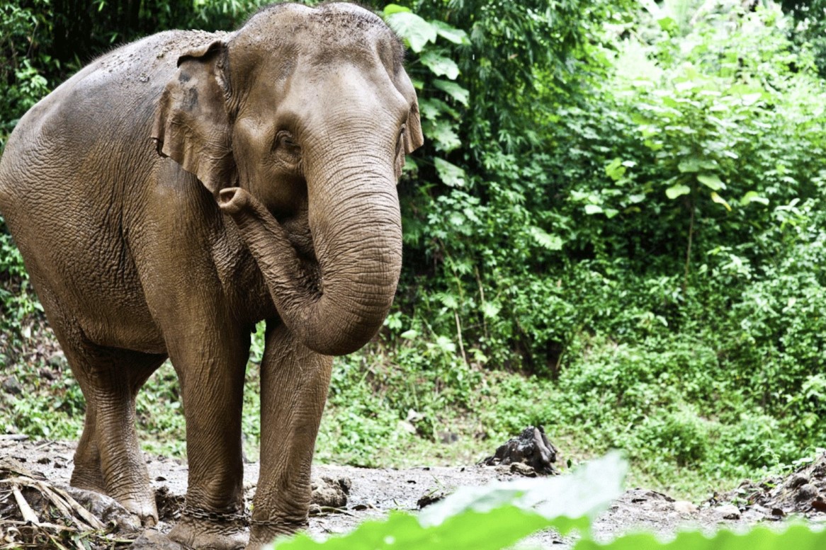 China-rescued Asian elephant adapting well after reintroduction to nature. Photo by Xinhua.