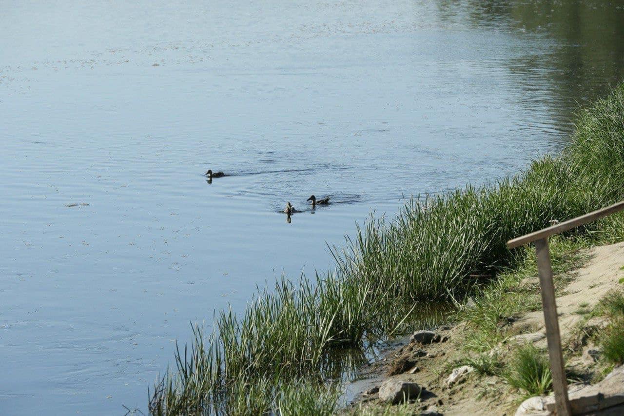 Забруднена вода з Десни може досягнути Київщини 14-16 вересня. Фото: Міндовкілля