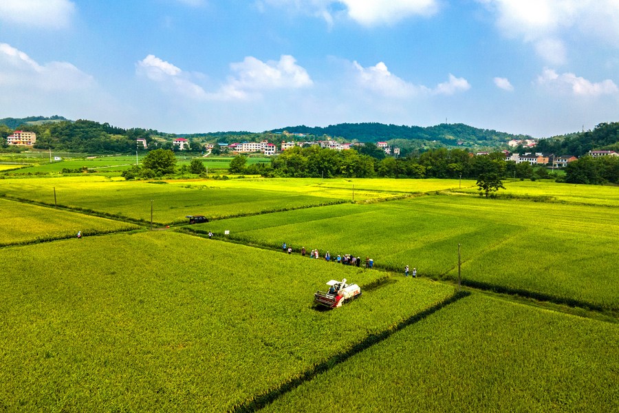 A farmer harvesting rice in a field in Shuangfeng county of Loudi city, Central China's Hunan province. Photo by Xinhua.