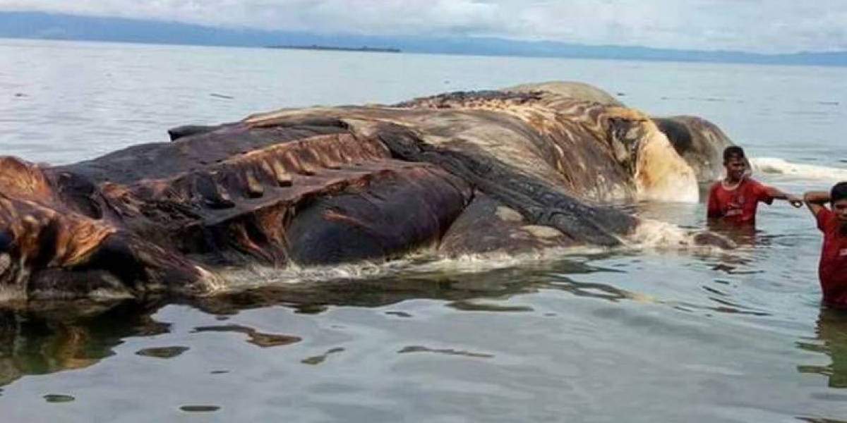 Это может быть кит или кальмар. Фото: regional.kompas.com