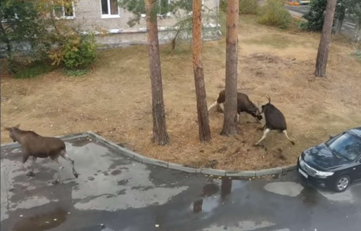 Очевидцы вызвали МЧС, но к их приезду сохатые уже угомонились. Скриншот видео.