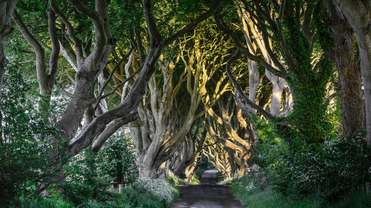 Буковые деревья Dark Hedges расположены в Северной Ирландии и являются одной из визитных карточек региона. Фото: Topvoyager