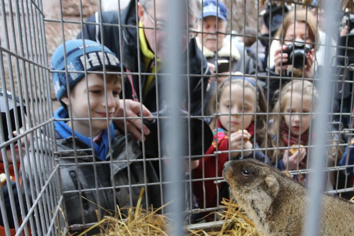 В этом году сурок Маруся проснулась рано и много свистела.Фото: facebook/lviv.adm