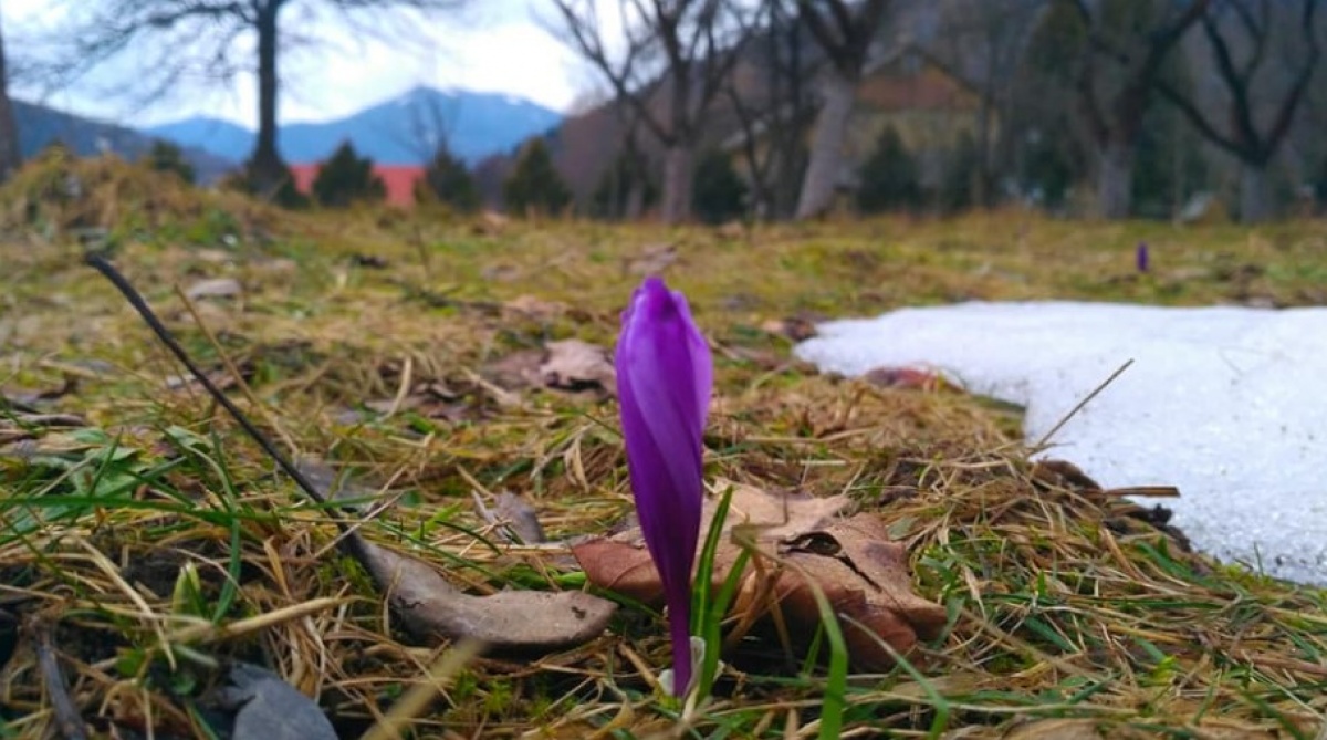 В Карпатах зацвел шафран. Фото: facebook.com/Виктор Худяк 