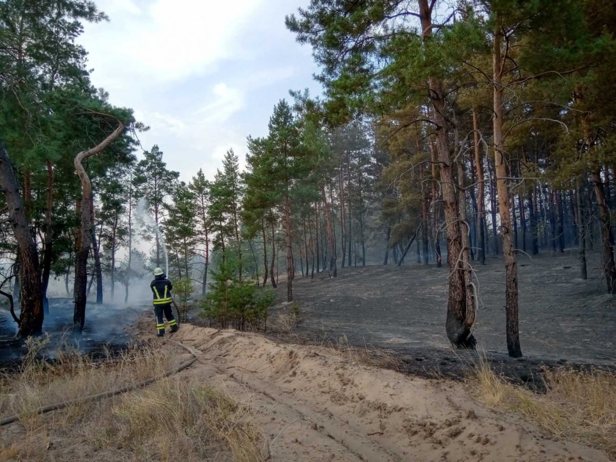 Лісова пожежа в Луганській області. Фото: ДСНС