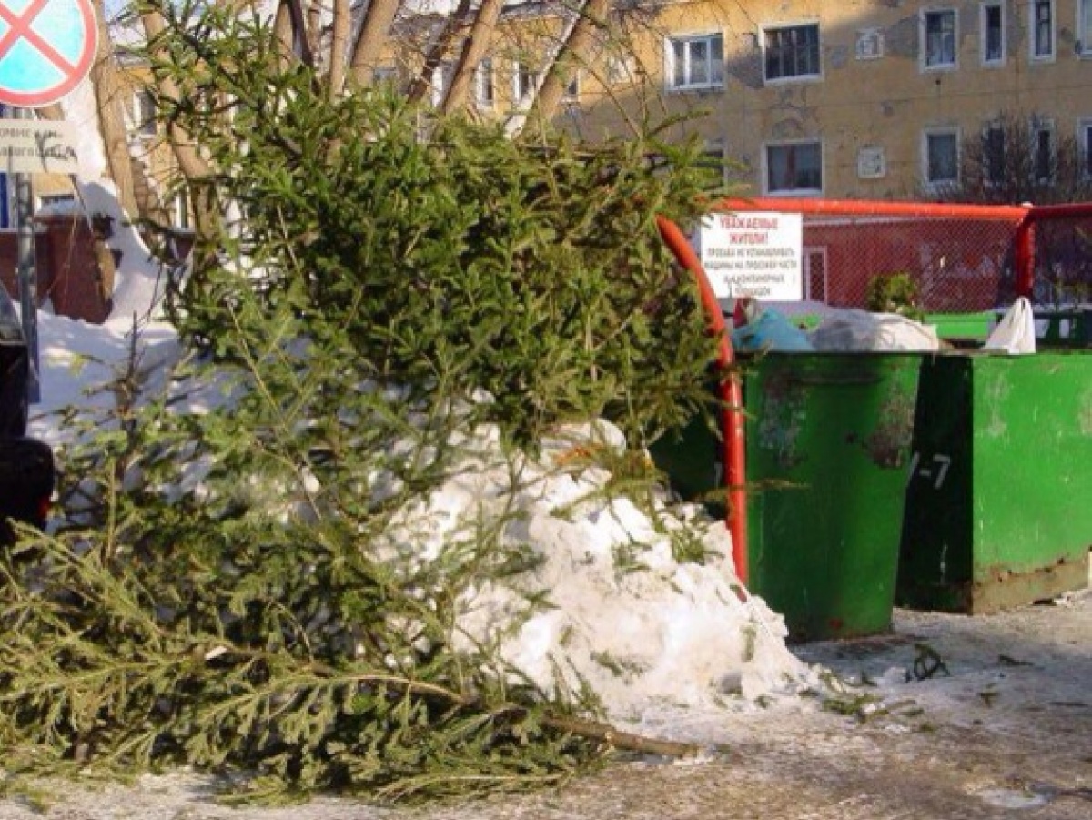 Ялинки після свята. Фото: Rodovid.me