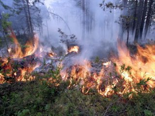 Площадь пожара в Днепропетровской области увеличилась до 450 гектаров.