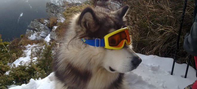 Маламут Джамбо. Фото: facebook.com/jumbo.malamute